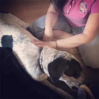 Dallas Dog Massage Therapist Working with Pisi from In Stride Chiropractic for Pets in Dallas, TX