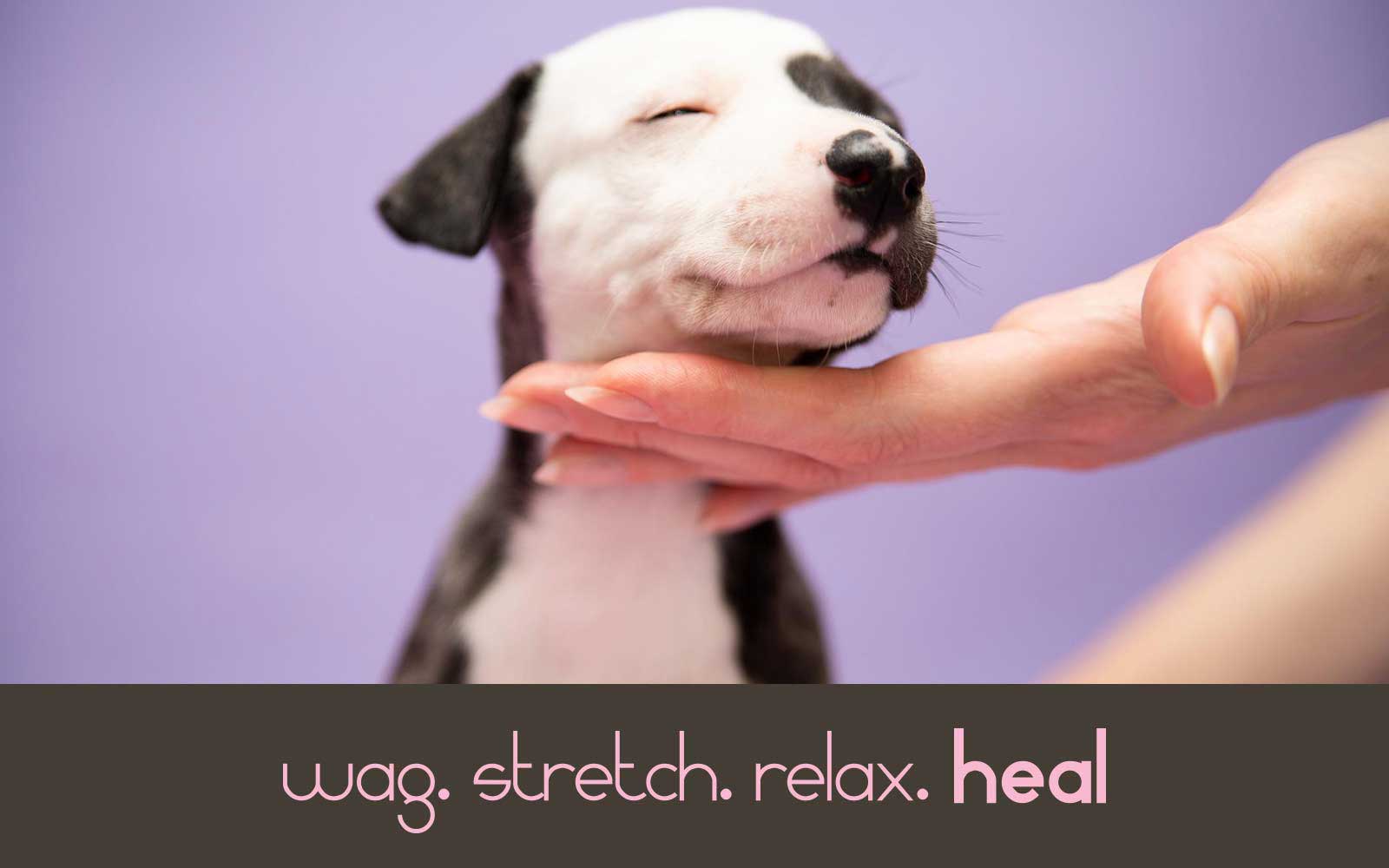 Animal Massage Mentoring with Kneaded Pets in Dallas, TX