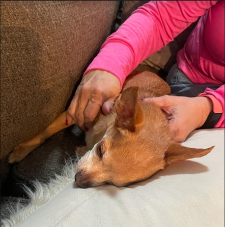 Dog Massage with Buddy